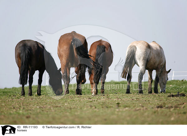 Pferde / horses / RR-11193