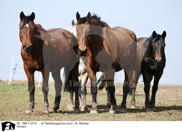 Pferde / horses / RR-11214