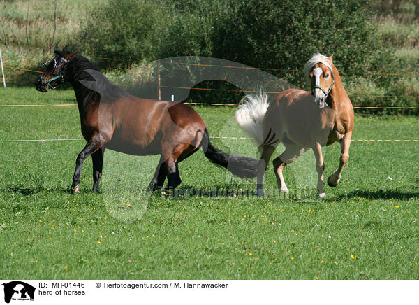 Pferdeherde / herd of horses / MH-01446
