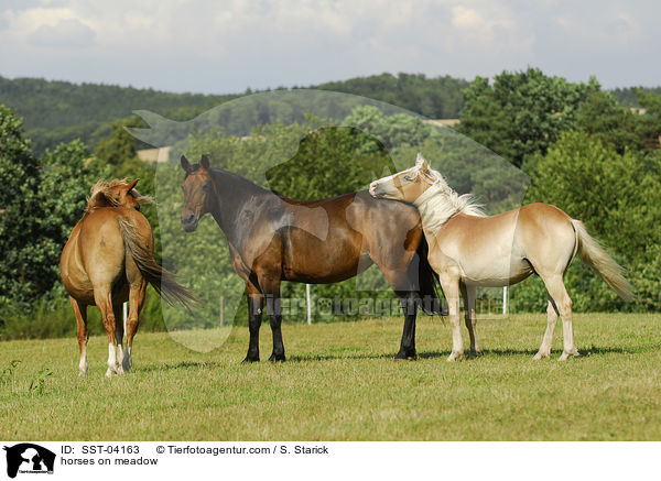 Pferdeherde / horses on meadow / SST-04163