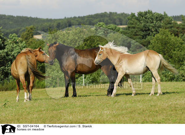 Pferdeherde / horses on meadow / SST-04164