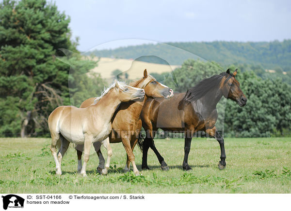 Pferdeherde / horses on meadow / SST-04166