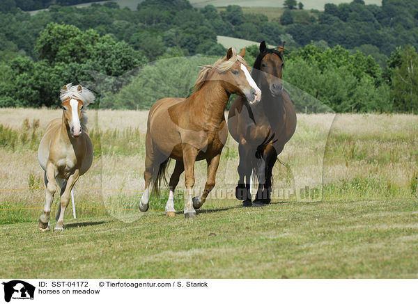 horses on meadow / SST-04172