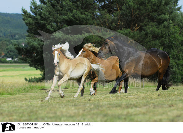 Pferdeherde / horses on meadow / SST-04181