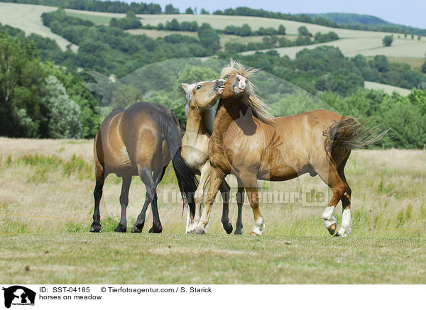 Pferdeherde / horses on meadow / SST-04185