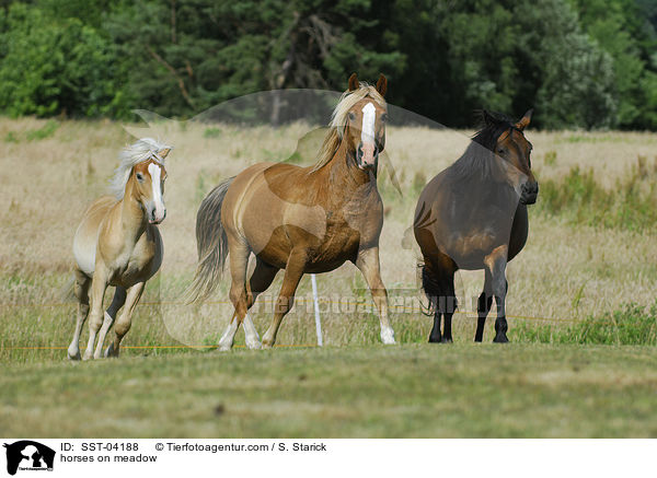 Pferdeherde / horses on meadow / SST-04188