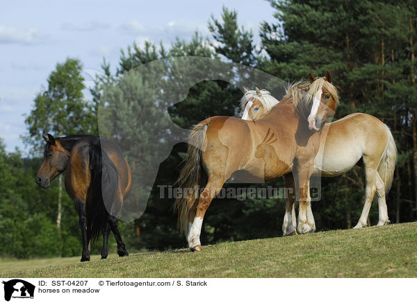 Pferdeherde / horses on meadow / SST-04207