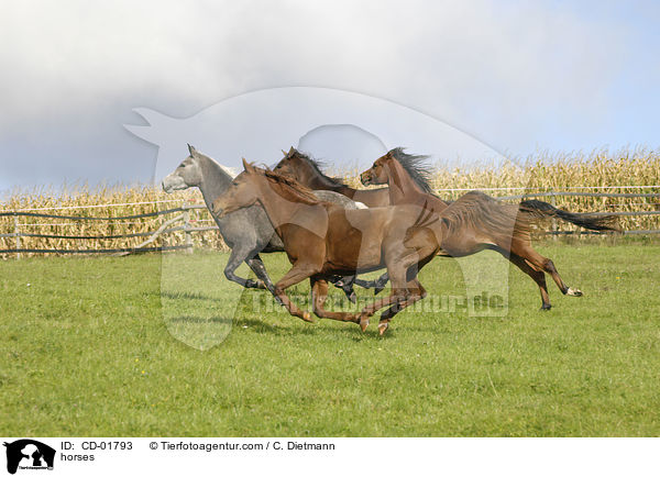 Pferdeherde / horses / CD-01793