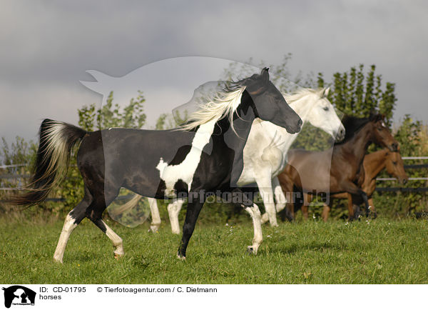 Pferdeherde / horses / CD-01795