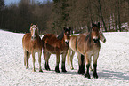 horses in the the snow