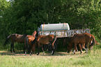 herd of horses