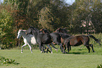 herd of horses on meadow