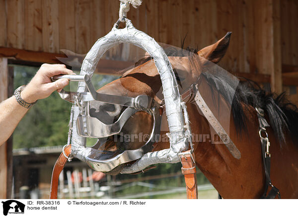 Maulgatter / horse dentist / RR-38316