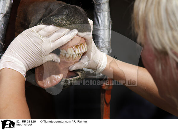 Zahnkontrolle / teeth check / RR-38326