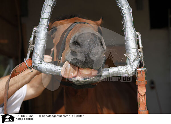horse dentist / RR-38329