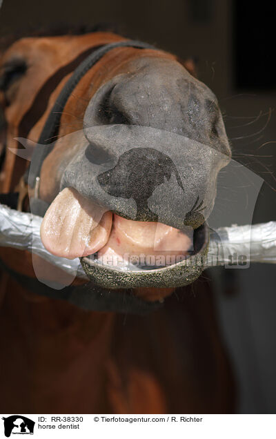 horse dentist / RR-38330
