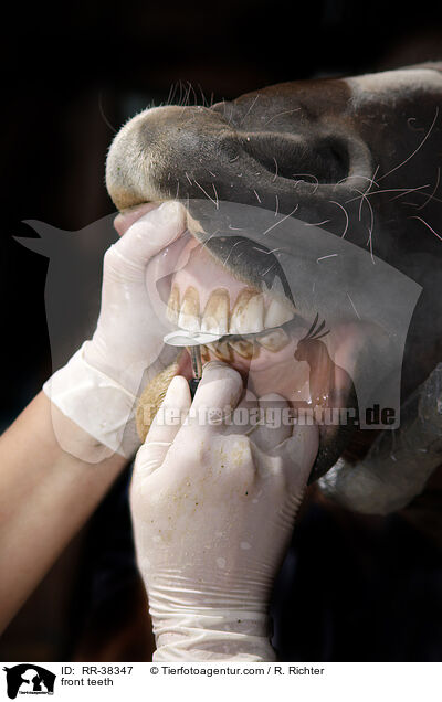 Frontzhne abschleifen / front teeth / RR-38347