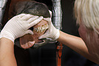 teeth check