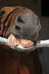 horse dentist