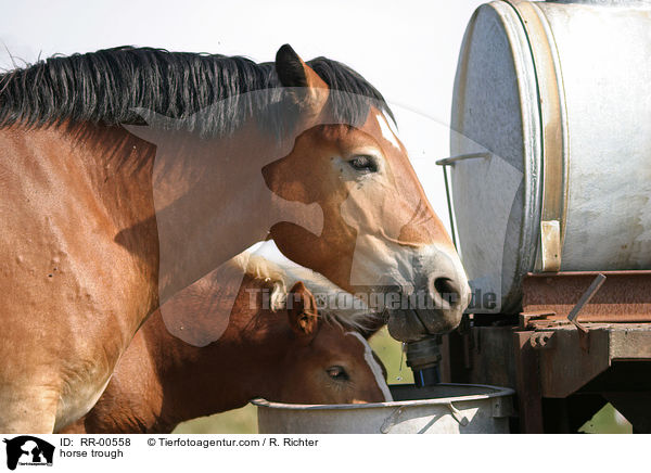 horse trough / RR-00558