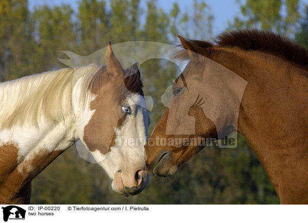 Pferde bei der Begrung / two horses / IP-00220