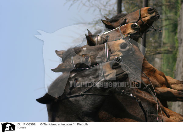 Pferde / horses / IP-00308