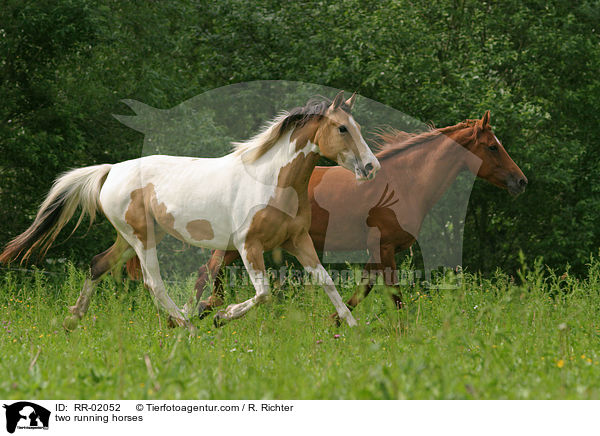 two running horses / RR-02052