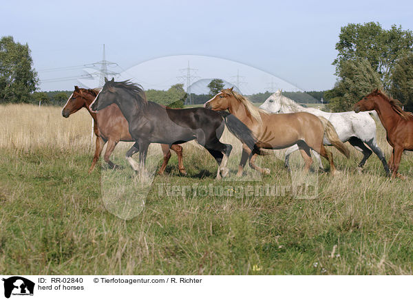 Pferdeherde / herd of horses / RR-02840