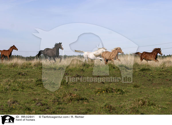Pferdeherde / herd of horses / RR-02841