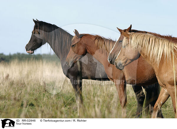 Vier Pferde auf der Weide / four horses / RR-02846