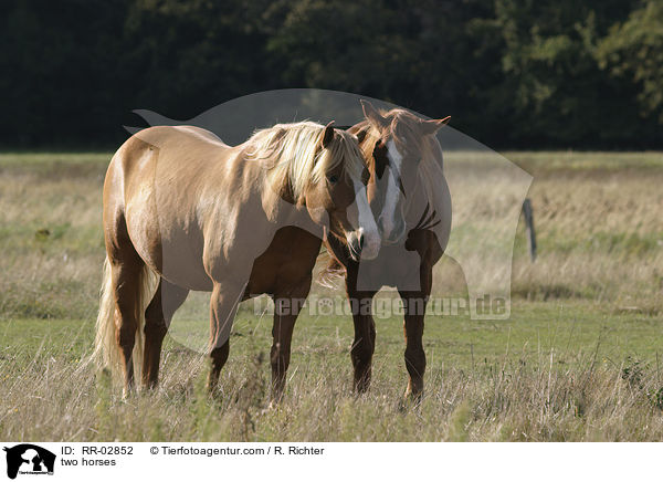 Pferde beschnuppern sich / two horses / RR-02852