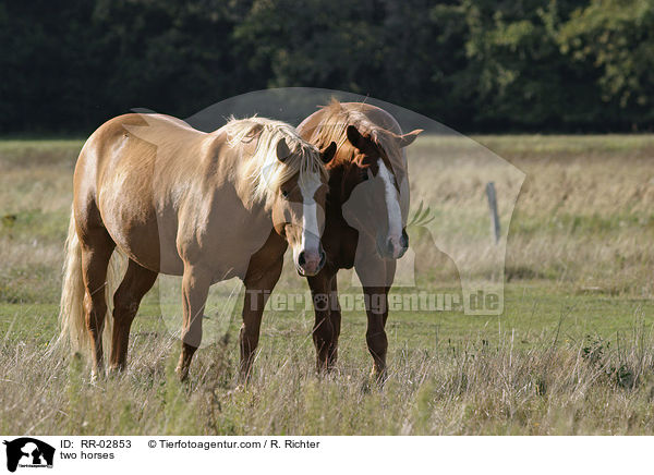 zwei Pferde / two horses / RR-02853
