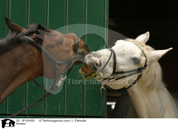 Pferde / horses / IP-00493