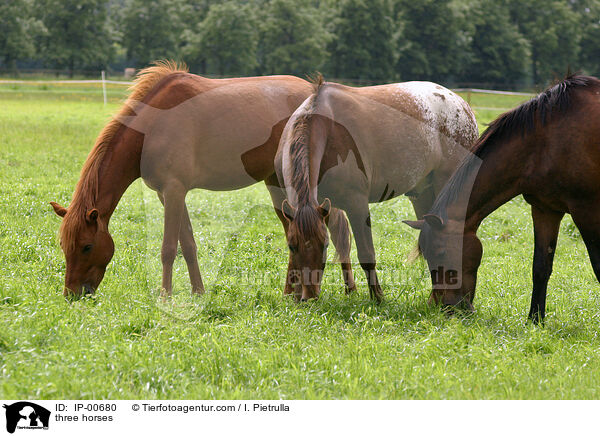 Drei Pferde / three horses / IP-00680