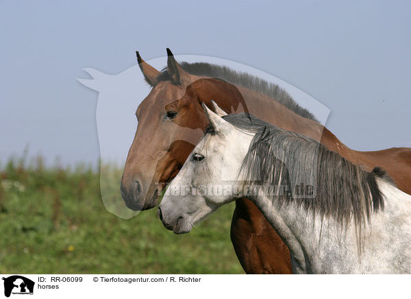 Pferde auf der Weide / horses / RR-06099