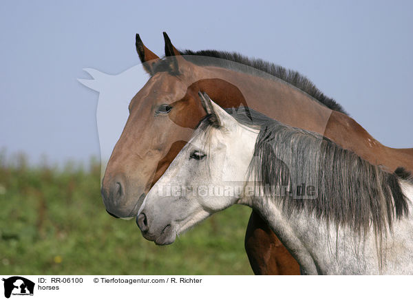 Pferde auf der Weide / horses / RR-06100