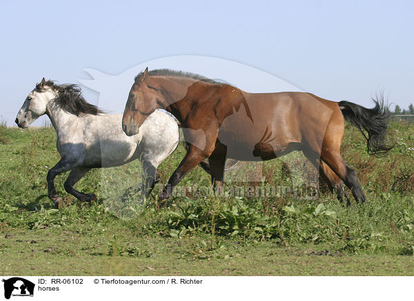 horses / RR-06102