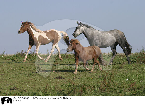 horses / RR-06108
