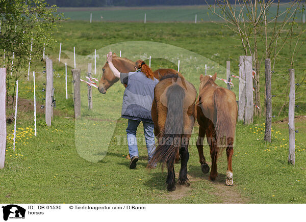 Pferde auf der Weide / horses / DB-01530