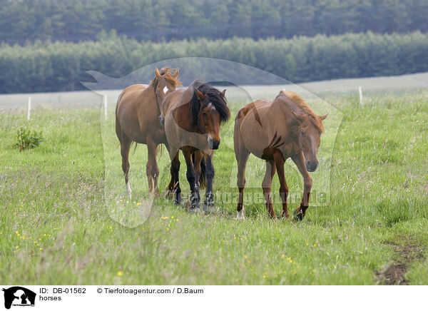 Pferde auf der Weide / horses / DB-01562