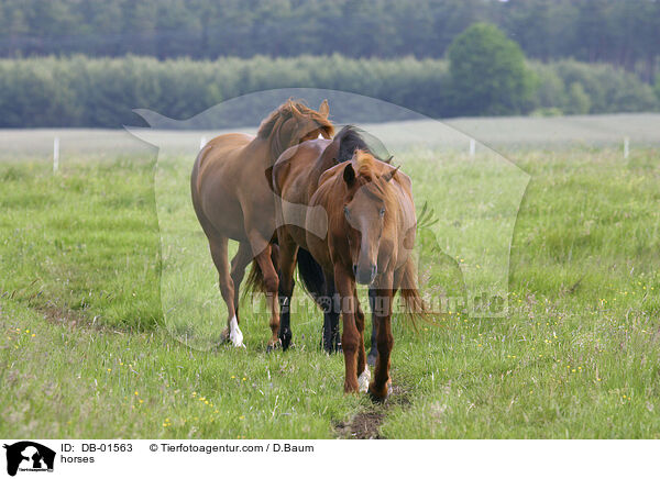 Pferde auf der Weide / horses / DB-01563