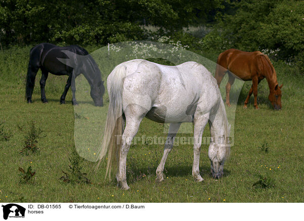Pferde auf der Weide / horses / DB-01565
