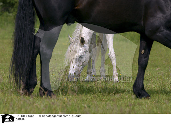Pferde auf der Weide / horses / DB-01566