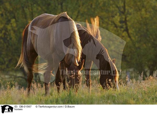 Pferde auf der Weide / horses / DB-01567
