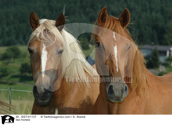 zwei Pferde / two horses / SST-01137