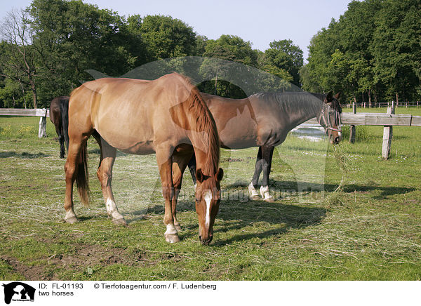 Pferde auf Koppel / two horses / FL-01193