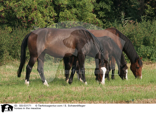 Pferde auf der Weide / horses in the meadow / SS-03171