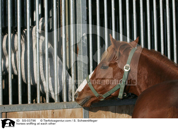Pferde beschnuppern sich an Boxengitter / horses sniffing at each other / SS-03796