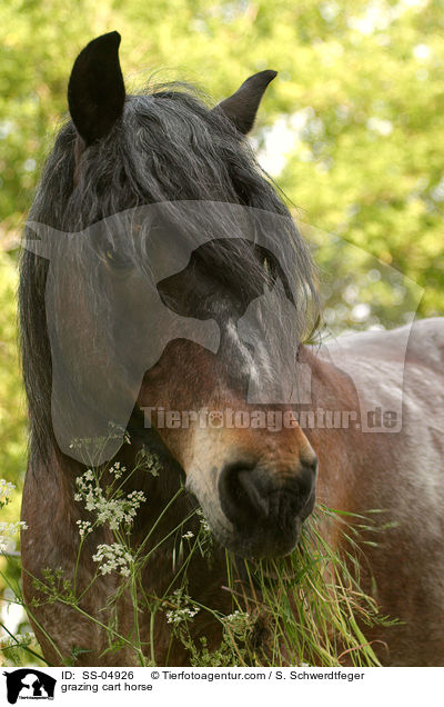 grazing cart horse / SS-04926