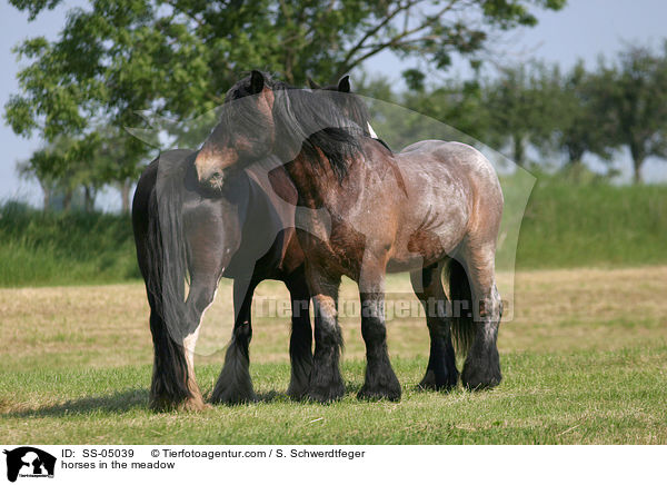Pferde auf der Weide / horses in the meadow / SS-05039